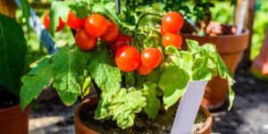 Prima di marzo: il trucco magico per pomodori che faranno invidia a amici e piatti!