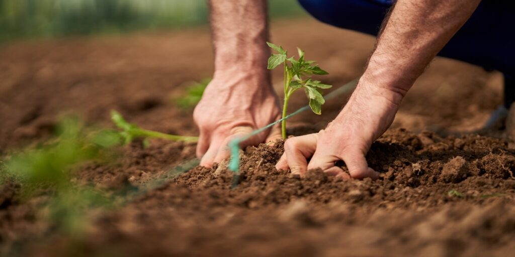 Quando piantare i pomodori nel 2025 : strategie e consigli per un raccolto succulento !