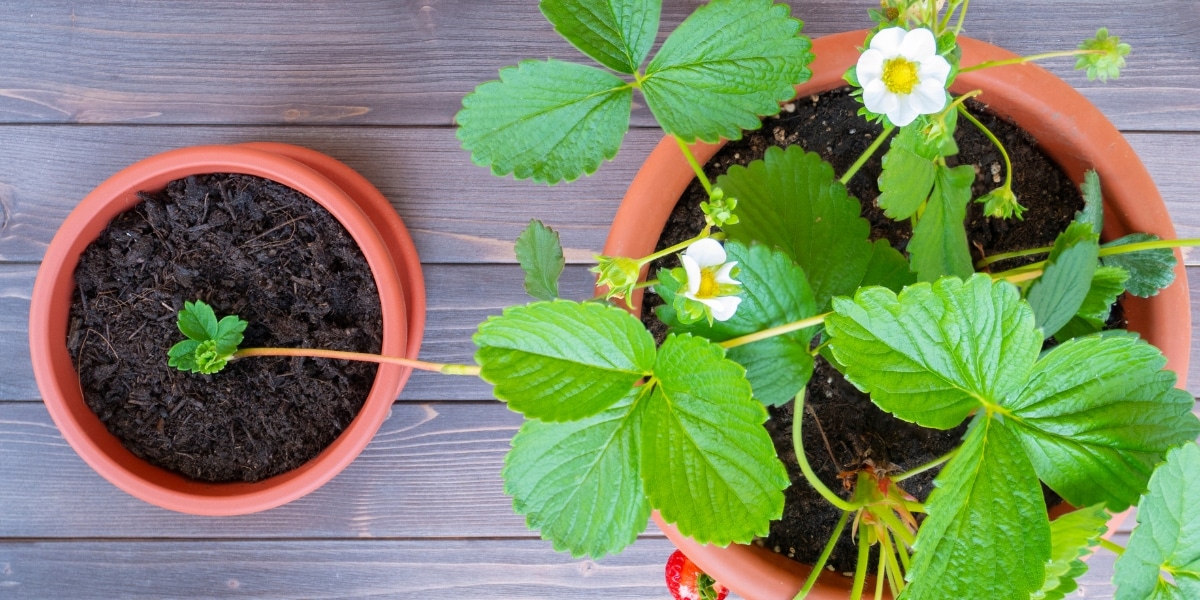 Fragole: Scopri il Momento e il Metodo Perfetto per Piantarle!