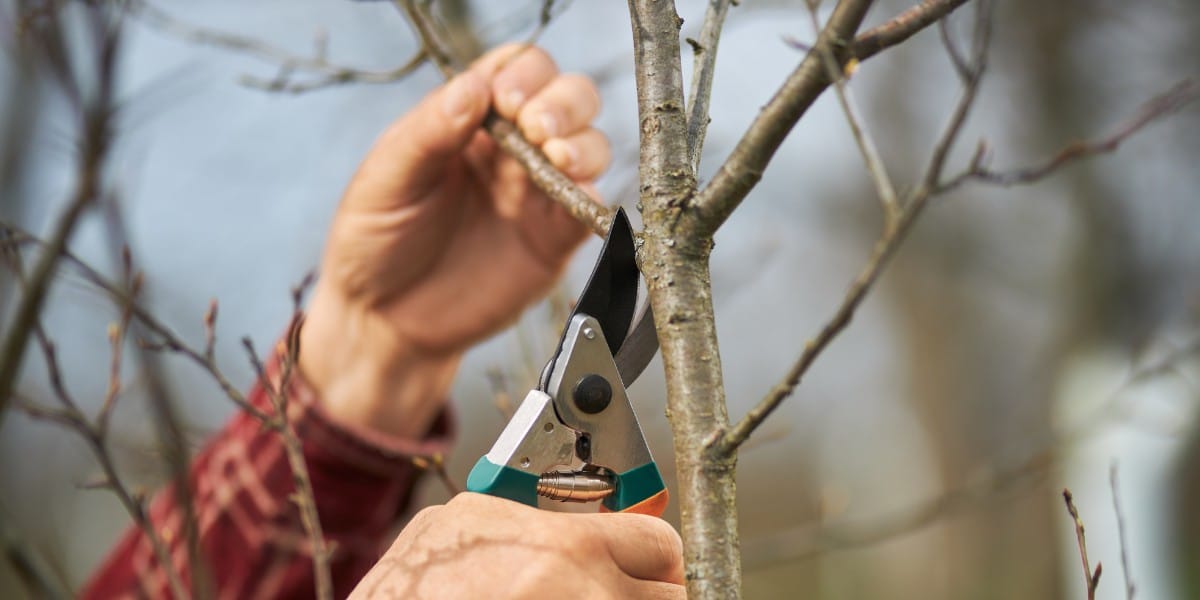 Calendario lunare giardino Febbraio e Marzo: Scopri gli Ortaggi e le Erbe Aromatiche da Piantare !