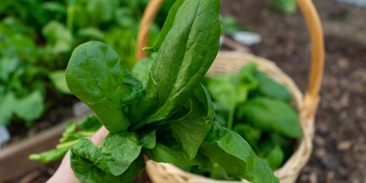 Marzo: il momento perfetto per seminare spinaci! Scopri i segreti per un raccolto straordinario!