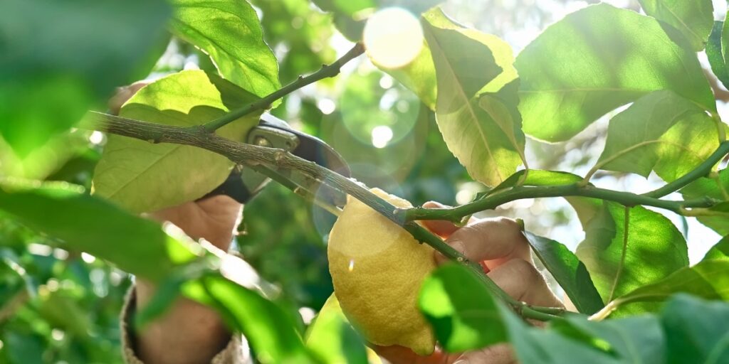 Potatura degli agrumi: Il segreto per un raccolto di limoni straordinario !