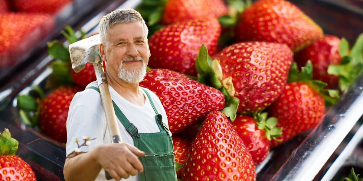 Fragole : Pianta a Marzo e Gusta le Tue Prime Fragole a Giugno !